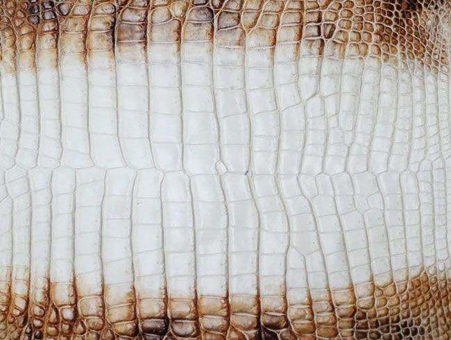 Cuero de piel de cocodrilo de agua salada color banco (natural)